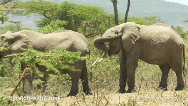 Scratch-with-Trunk. Context: Foraging & Comfort Technique (4)