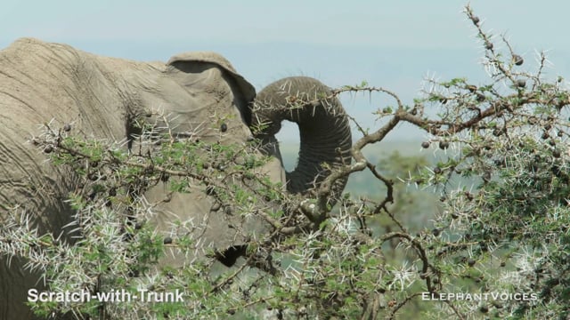 Scratch-with-Trunk. Context: Foraging & Comfort Technique (5)