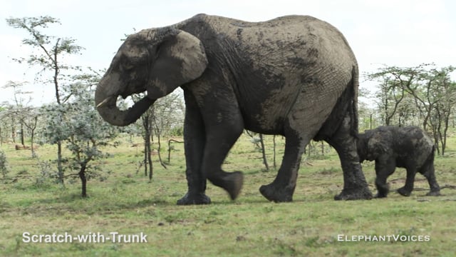 Scratch-with-Trunk. Context: Foraging & Comfort Technique (6)