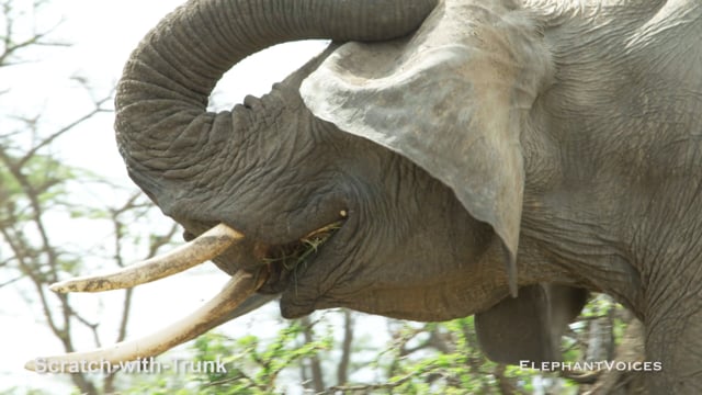 Scratch-with-Trunk. Context: Foraging & Comfort Technique (8)