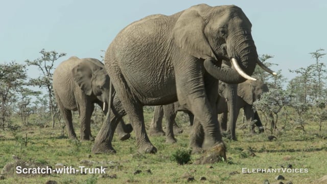 Scratch-with-Trunk. Context: Foraging & Comfort Technique (9)