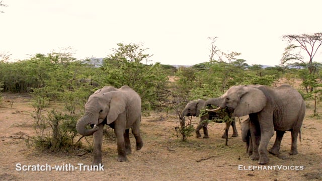 Scratch-with-Tusk. Context: Foraging & Comfort Technique (2)