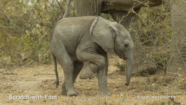 Scratch-with-Foot. Context: Foraging & Comfort Technique (2)