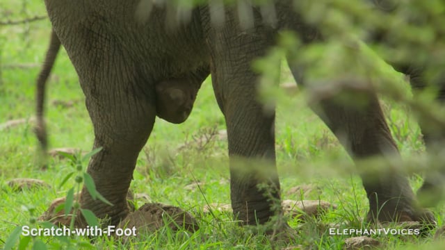 Scratch-with-Foot. Context: Foraging & Comfort Technique (3)