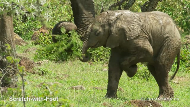 Scratch-with-Foot. Context: Foraging & Comfort Technique (4)