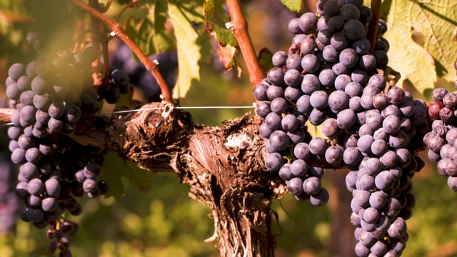 Berry Bros. & Rudd - Selection Process 2019