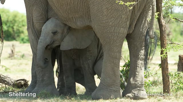 Sheltering. Context: Calf Reassurance & Protection (2)