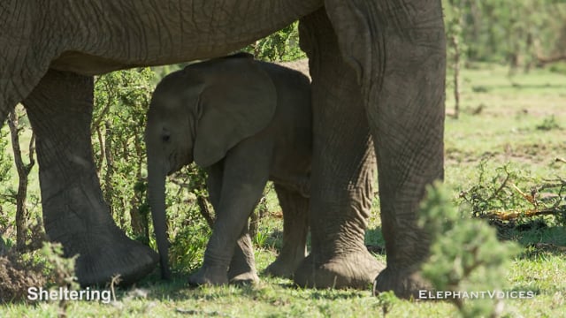 Sheltering. Context: Calf Reassurance & Protection (3)