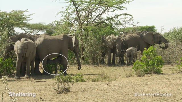 Sheltering. Context: Calf Reassurance & Protection (4)
