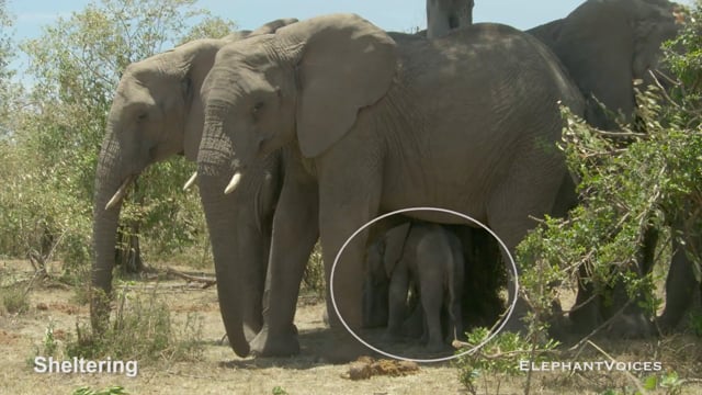 Sheltering. Context: Calf Reassurance & Protection (5)