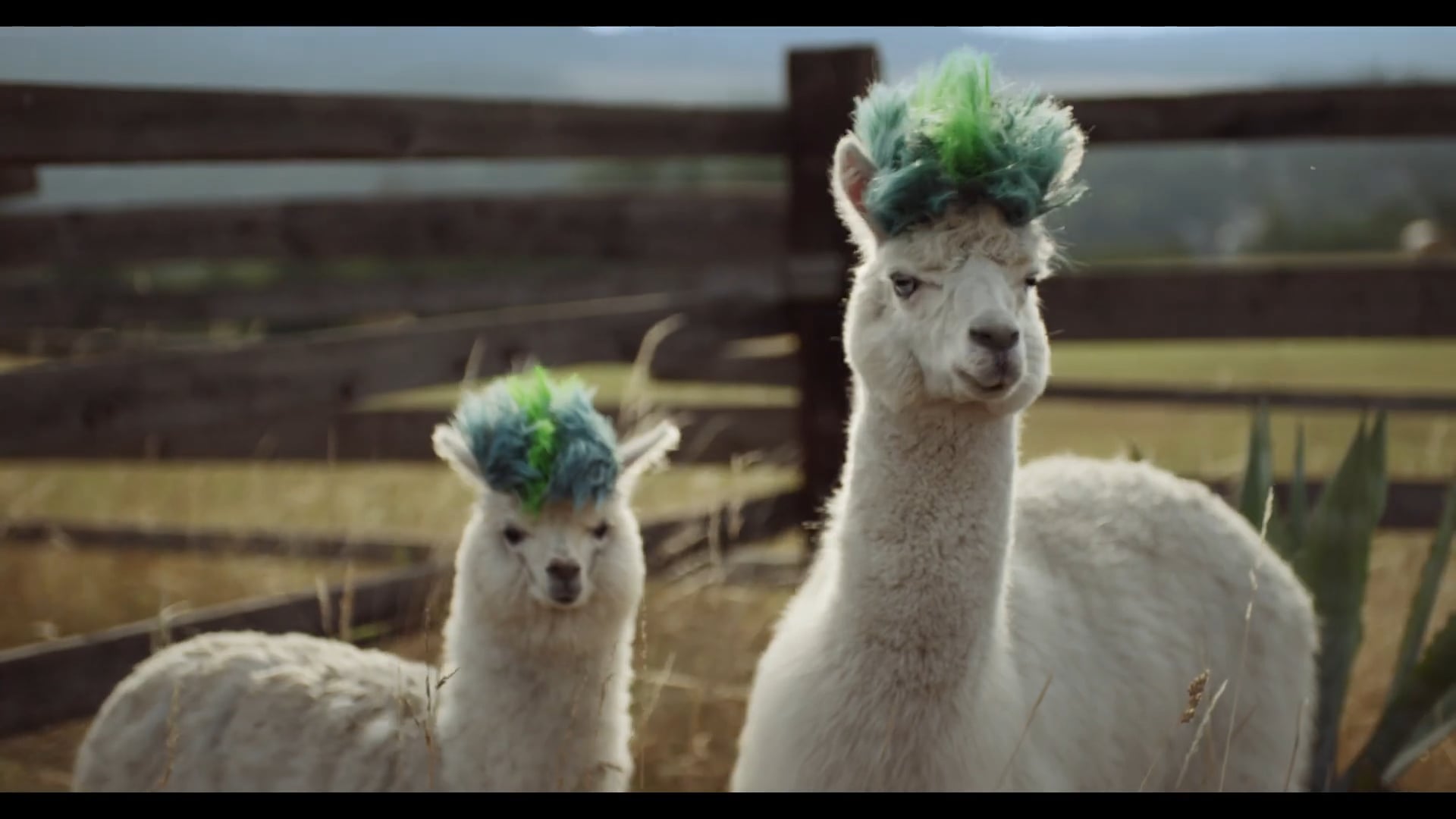 Samsung Alpaca