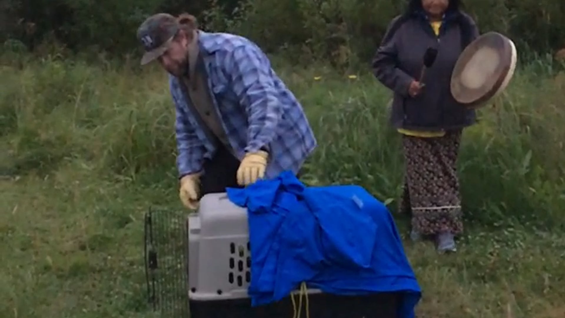 Juvenile Bald Eagle release