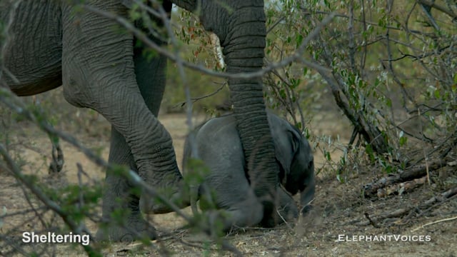 Sheltering. Context: Calf Reassurance & Protection (6)