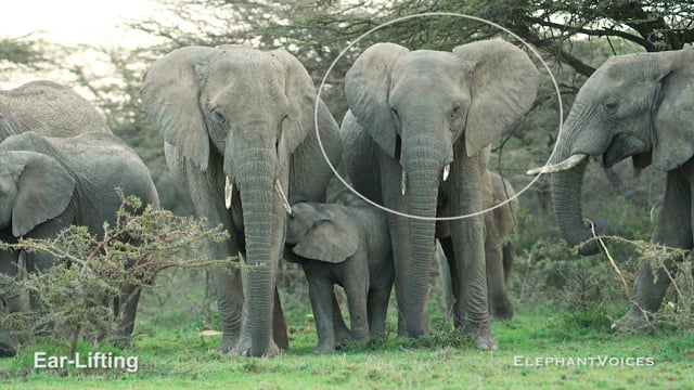 Ear-Lifting. Context: Affiliative (3)