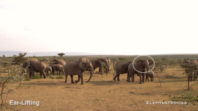 Ear-Lifting. Context: Affiliative (5)