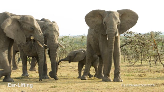 Ear-Lifting. Context: Affiliative (4)