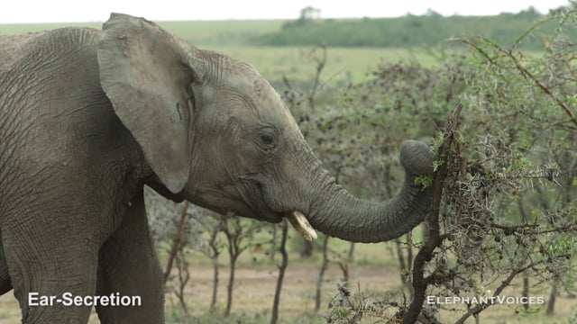 Ear-Secretion. Context: Affiliative (2)