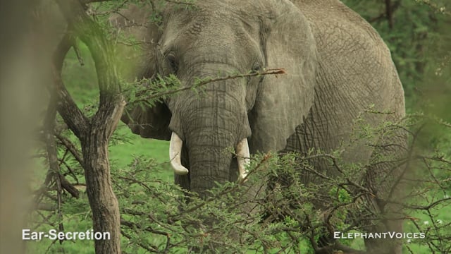 Ear-Secretion. Context: Aggressive (1)