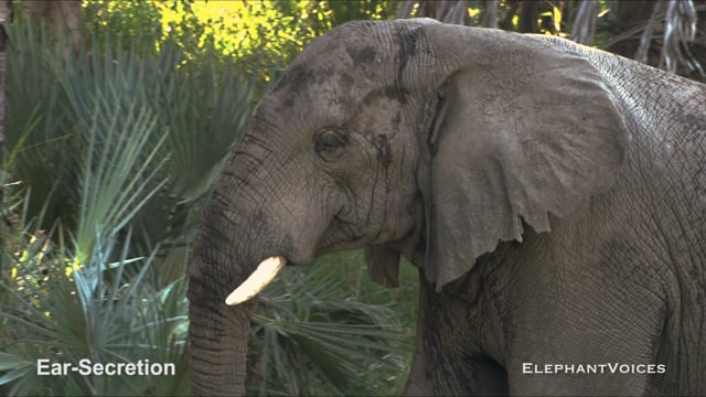 Ear-Secretion. Context: Conflict & Confrontation (1)