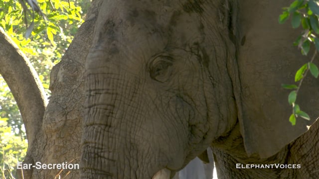 Ear-Secretion. Context: Conflict & Confrontation (2)
