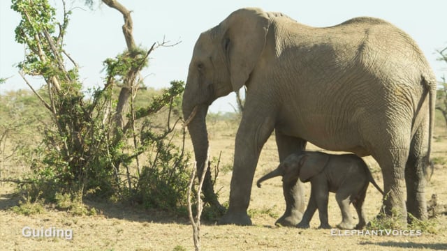 Guiding. Context: Calf Nourishment & Weaning (2)