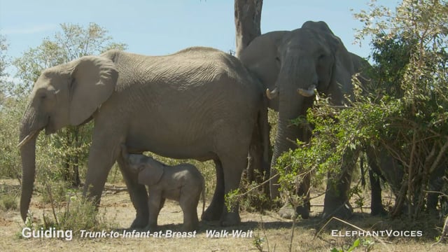 Guiding. Context: Calf Reassurance & Protection (4)