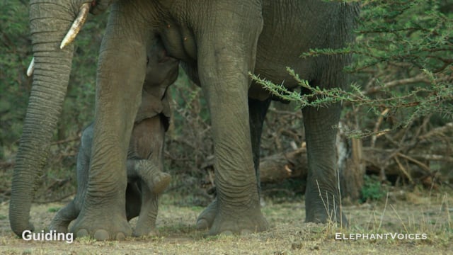 Guiding. Context: Calf Nourishment & Weaning (4)