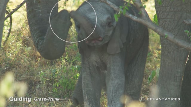 Guiding. Context: Calf Reassurance & Protection (2)
