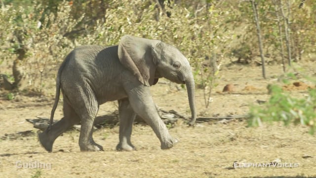 Guiding. Context: Calf Reassurance & Protection (5)