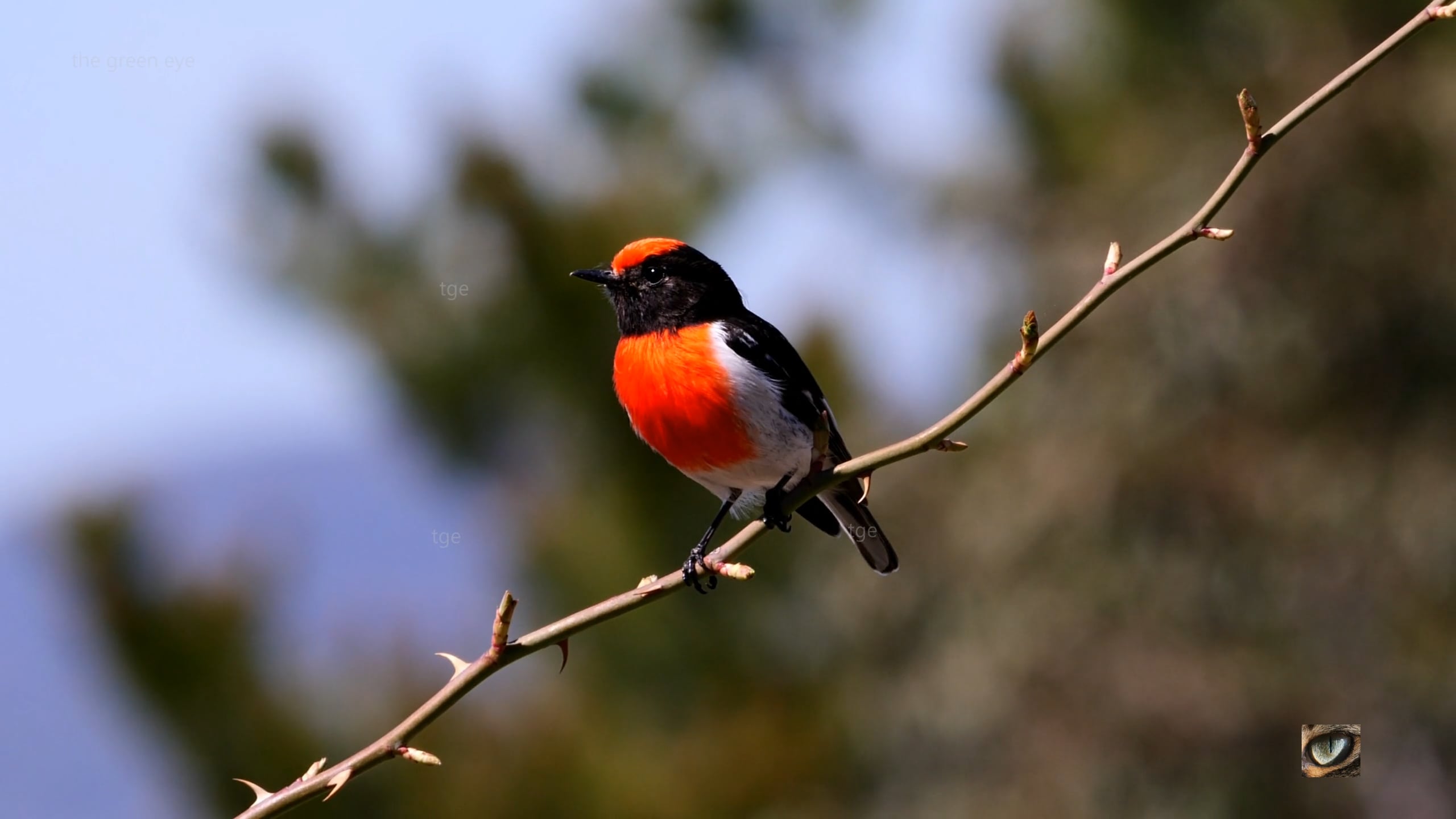 Red-capped Robin (Petroica goodenovii, Petrocidae: Australasian Robins)  Canberra. Australia (4K)