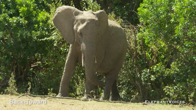 Back-Toward. Context: Calf Reassurance & Protection (2)