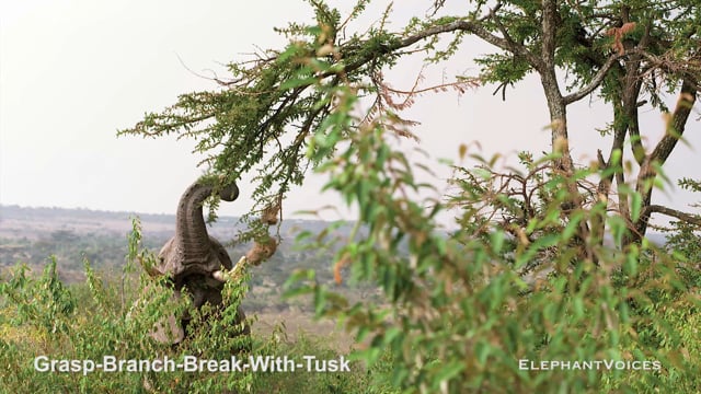 Grasp-Branch-Break-with-Tusk. Context: Foraging & Comfort Technique (2)