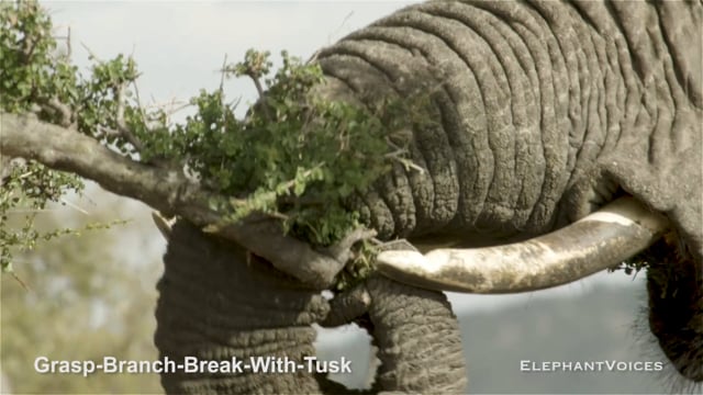 Grasp-Branch-Break-with-Tusk. Context: Foraging & Comfort Technique (3)