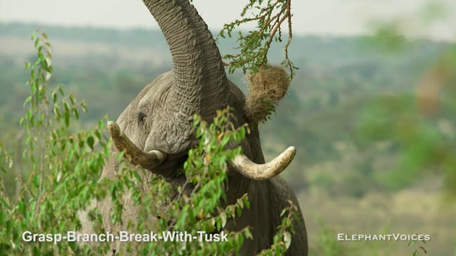 Grasp-Branch-Break-with-Tusk. Context: Foraging & Comfort Technique (4)