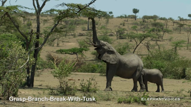 Grasp-Branch-Break-with-Tusk. Context: Foraging & Comfort Technique (5)
