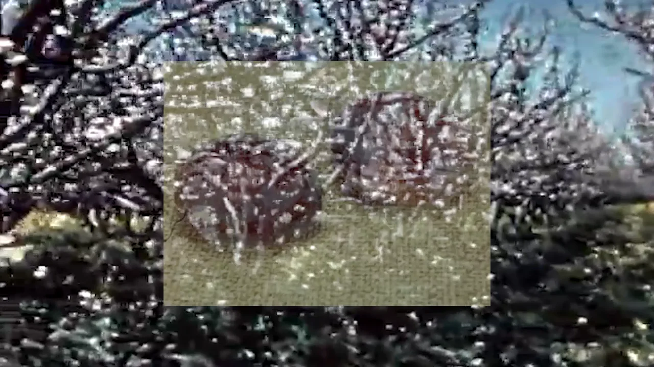 project 1 on Vimeo