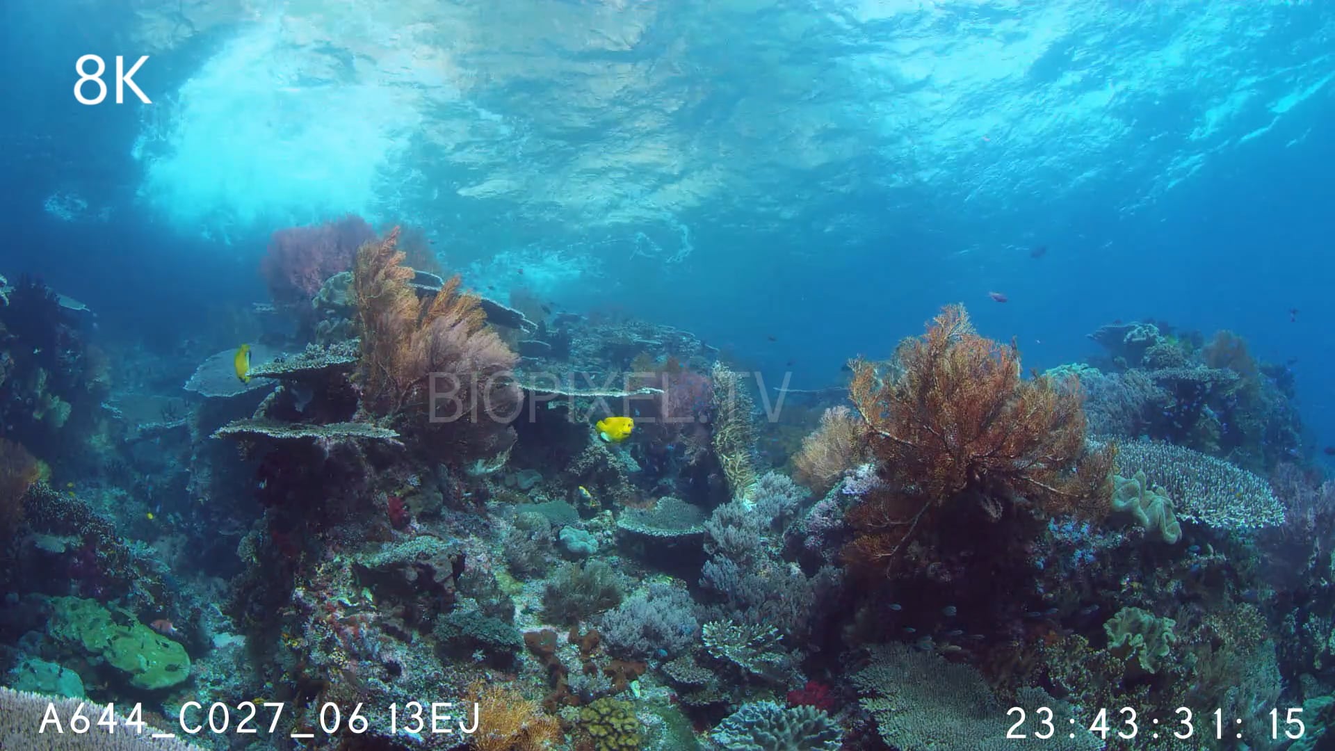 4K Coral Gardens Coral garden static shots 8K on Vimeo