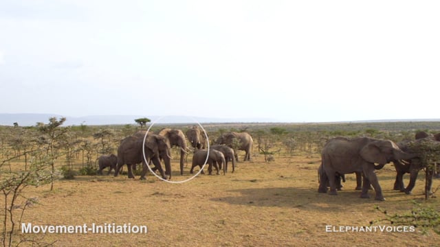 Movement-Initiation. Context: Movement Space & Leadership (7)