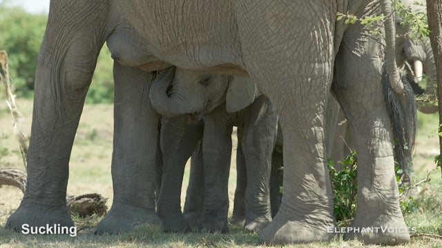 Suckling. Context: Calf Nourishment & Weaning (5)