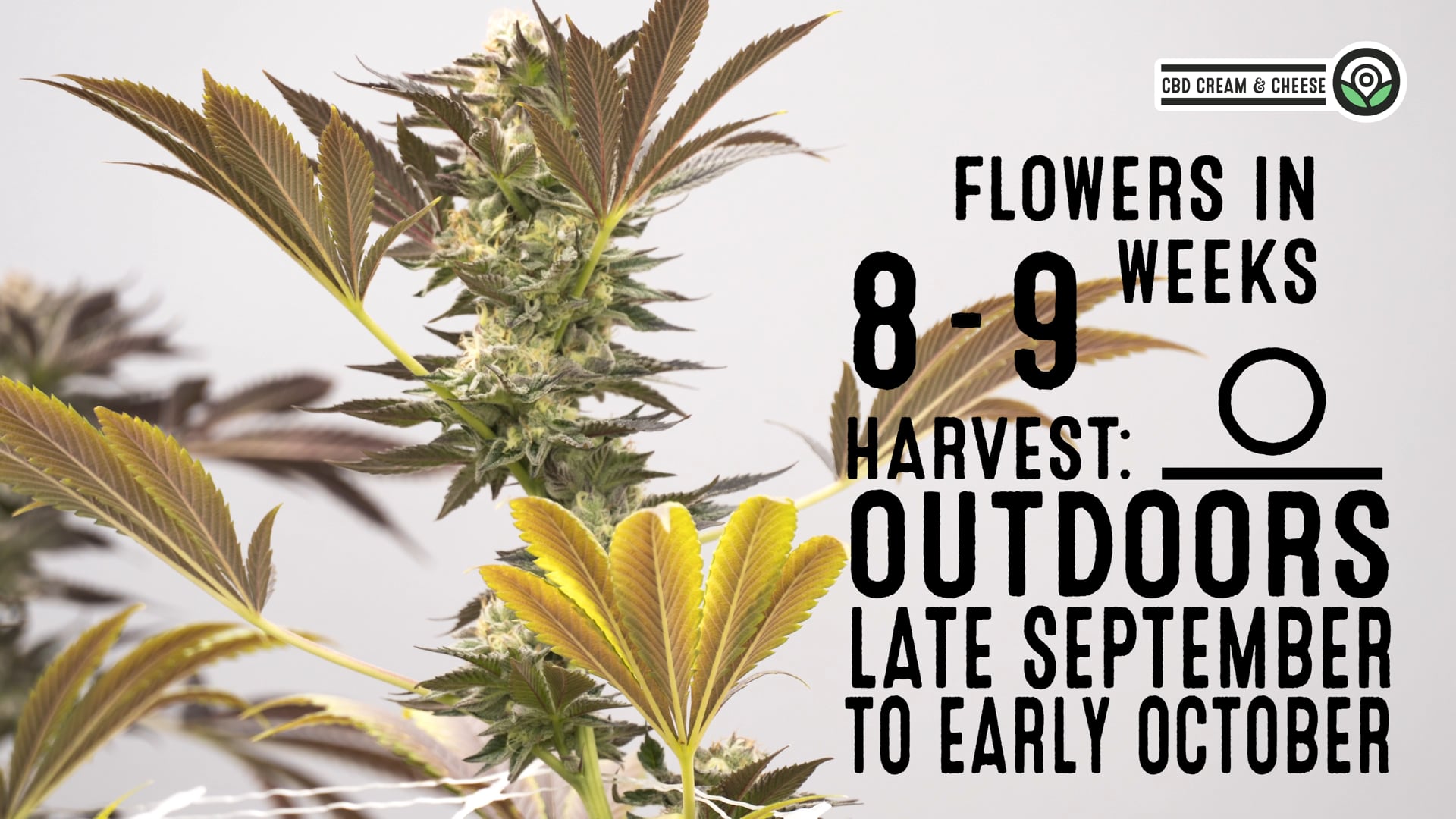 CBD Cream & Cheese Feminized Cannabis Seeds