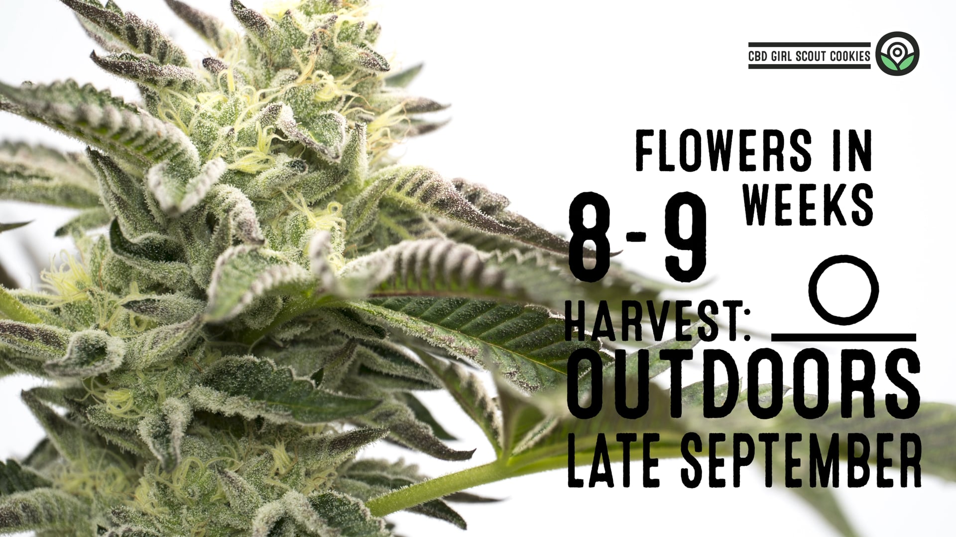 CBD Girl Scout Cookies Feminized Cannabis Seeds