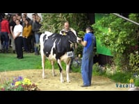 Vacas de primeira lactación (II)