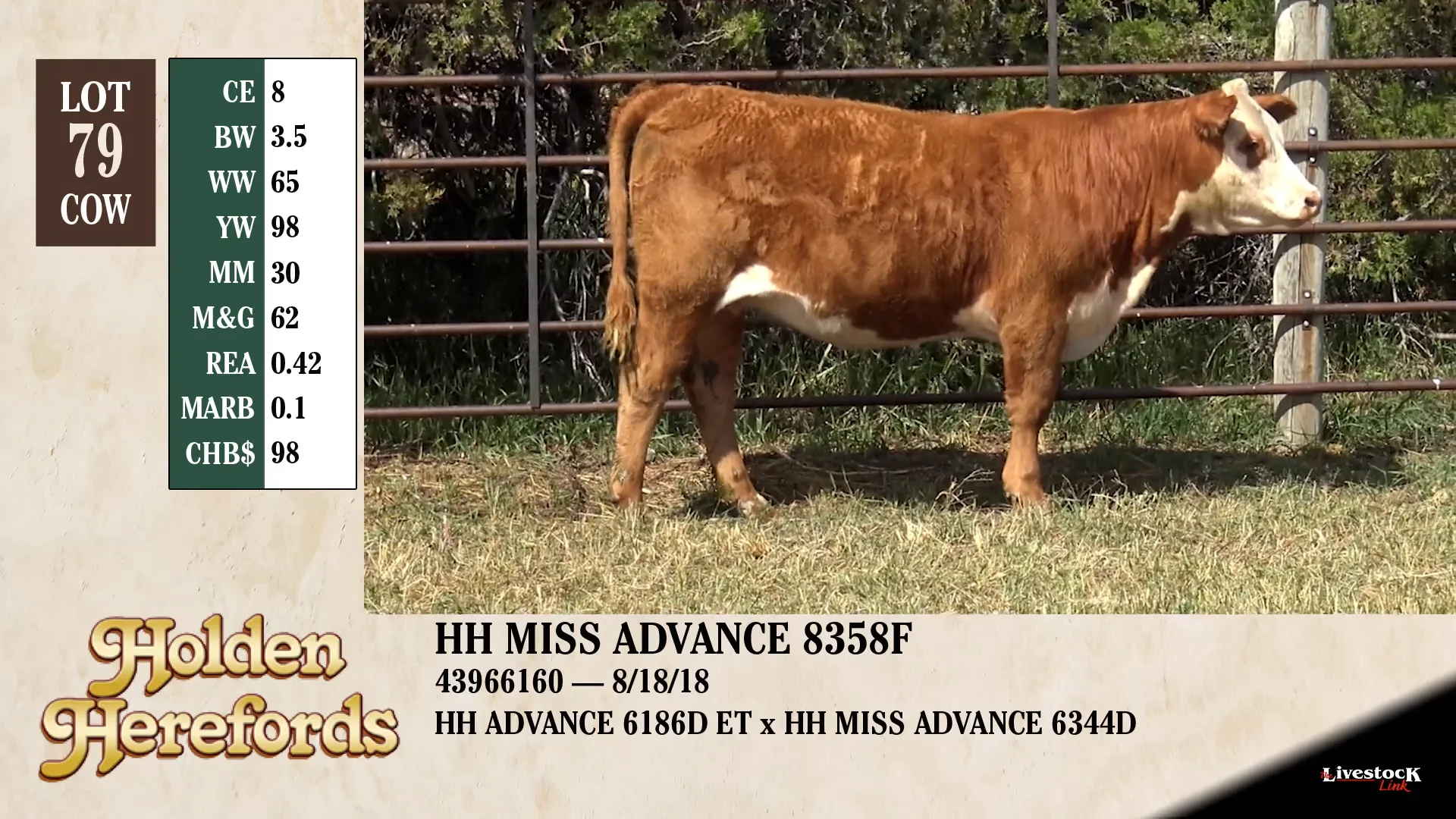Holden Herefords Lot 79 on Vimeo