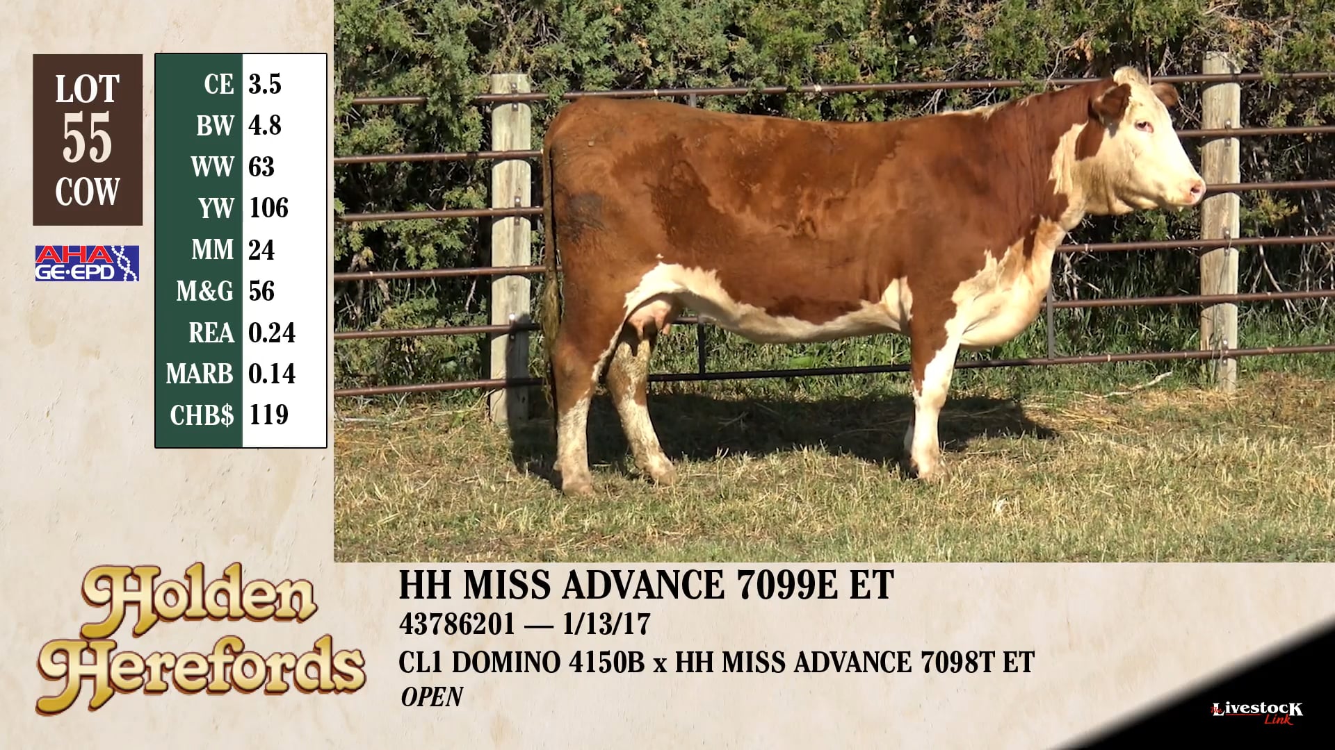 Holden Herefords Lot 55 on Vimeo
