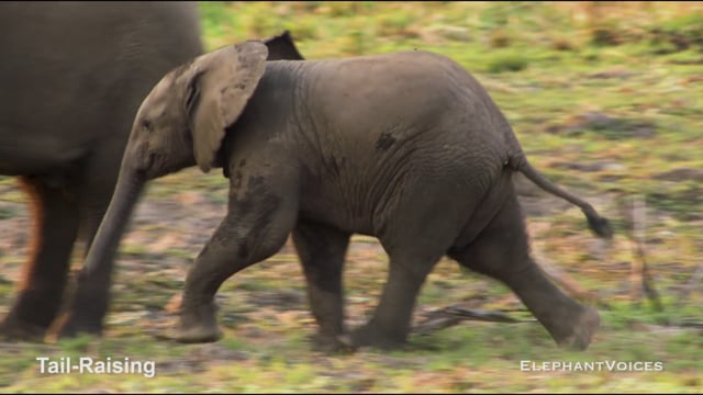 Tail-Raising. Context: Avoidance (4)