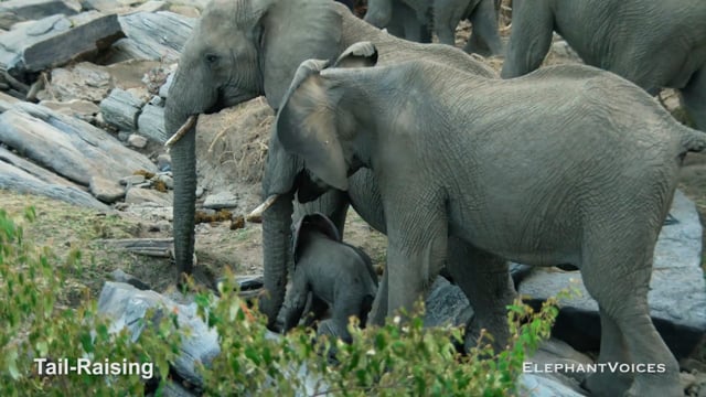 Tail-Raising. Context: Calf Reassurance & Protection (1)