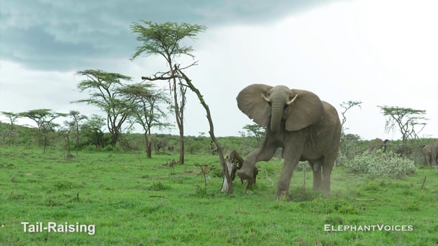 Tail-Raising. Context: Social Play (1)