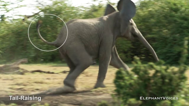 Tail-Raising. Context: Social Play (2)
