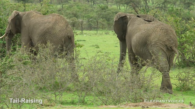 Tail-Raising. Context: Vigilance (1)