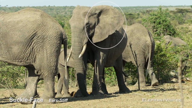 Suckle-Face. Context: Calf Nourishment & Weaning (4)